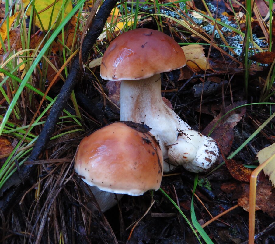 Белые грибы - Андрей Снегерёв