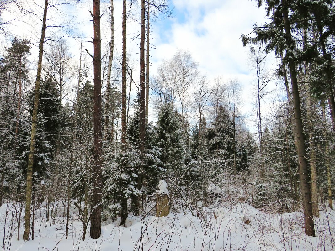 Снежный лес - Андрей Снегерёв
