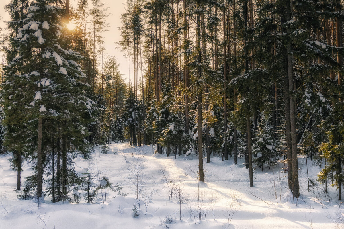 Январский лес - Николай 