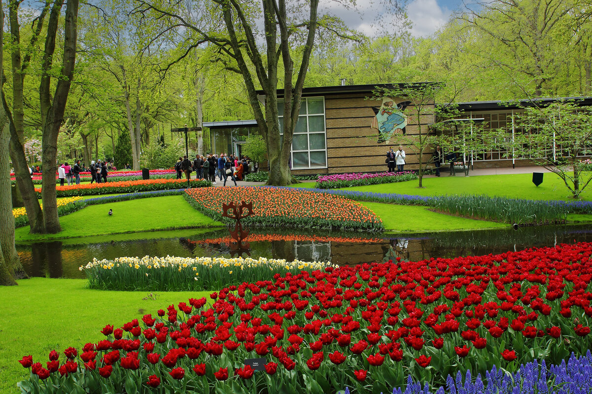 Парк весенних цветов в Голландии. - Lucy Schneider 
