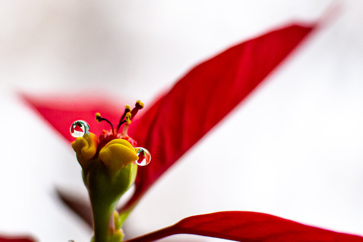 Цветок Пуансеттии (Рождественской звезды) - Александр Малышев