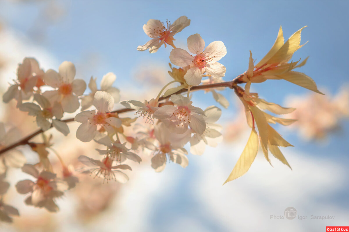 Весеннее цветение - Игорь Сарапулов