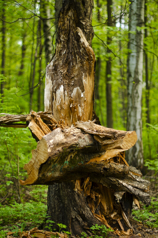 Сломанное дерево - Алексей Яковенко