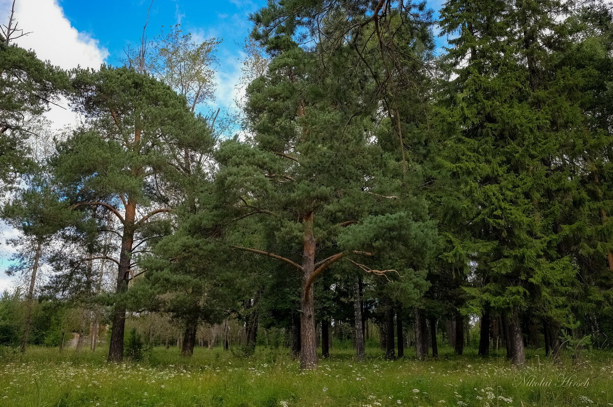 Старый парк - Николай Гирш