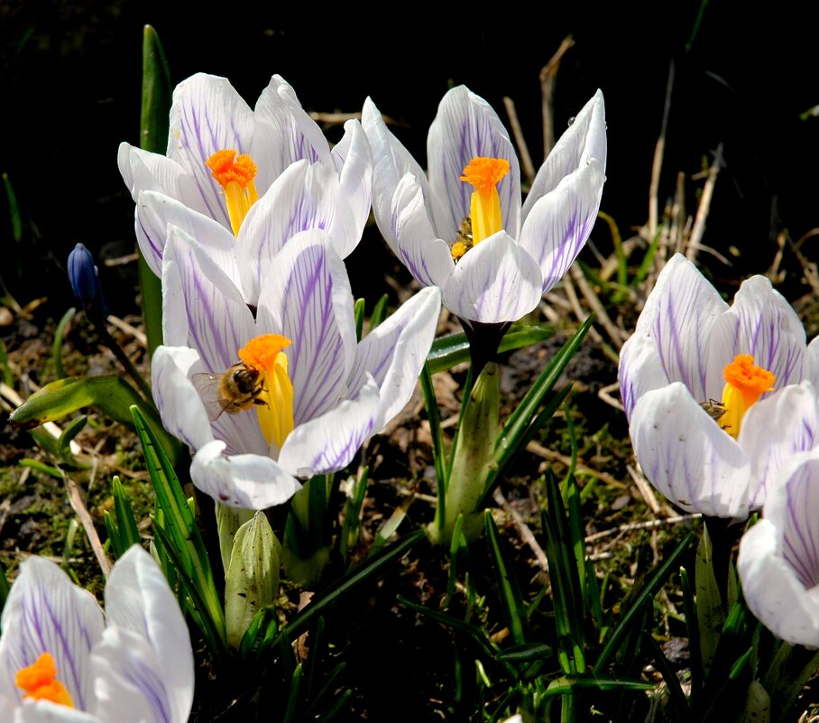 Цветы весны - крокусы (шафран) - ГЕНРИХ 