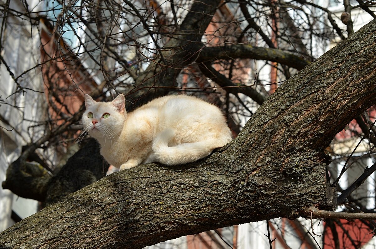 Коты прилетели - Сеня Белгородский