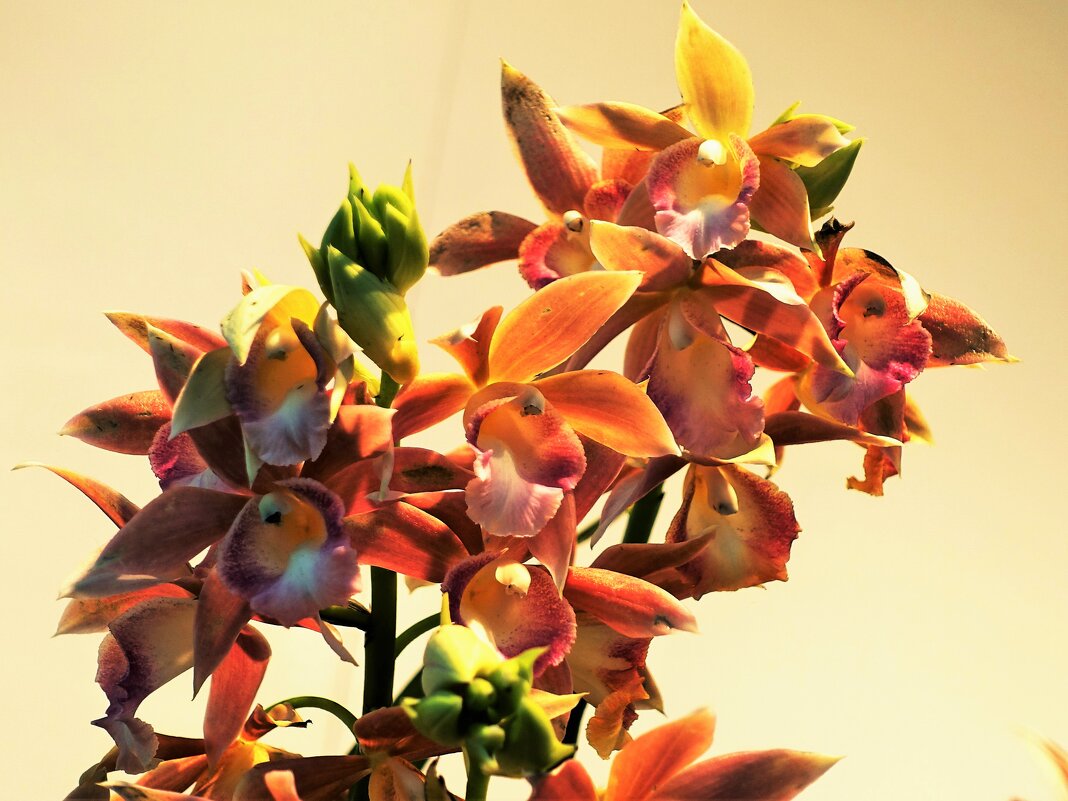Орхидея Фаленопсис Гигант "Голден Бьюти"(Golden Beauty) - Aida10 