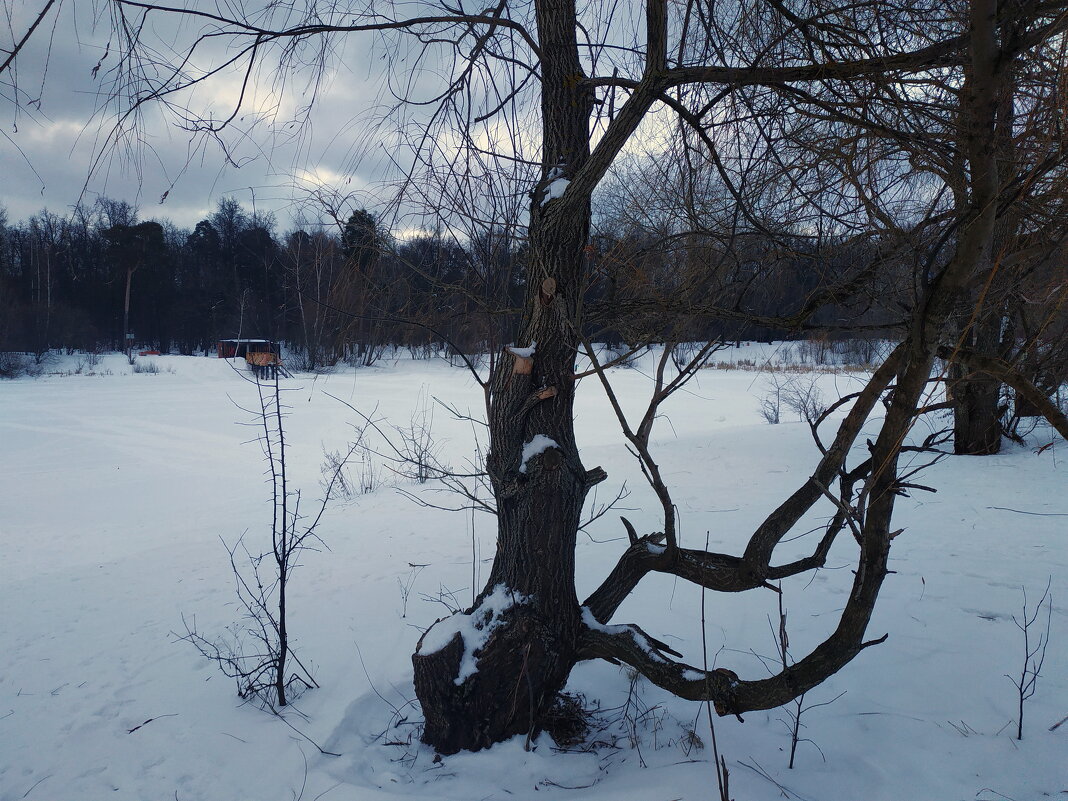 Воспоминания о не самой цветной части зимы - Андрей Лукьянов