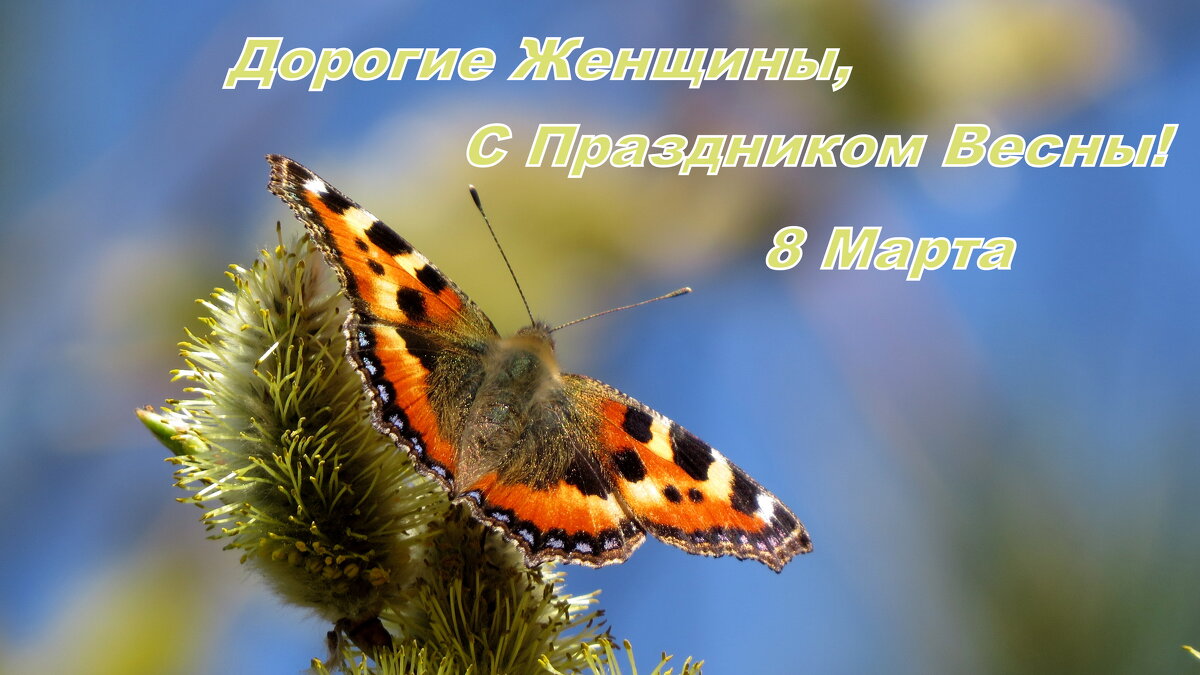 Живые цветы к Празднику Весны! - Александр Прокудин