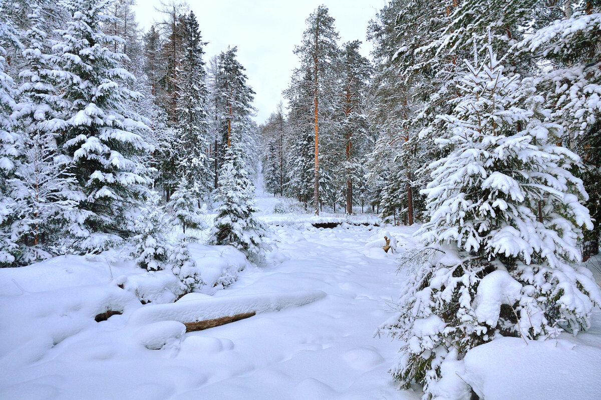 Зимний лес - Vladimbormotov 