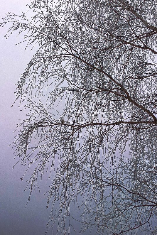 Одинокая птичка на зимнем дереве - Фотогруппа Весна
