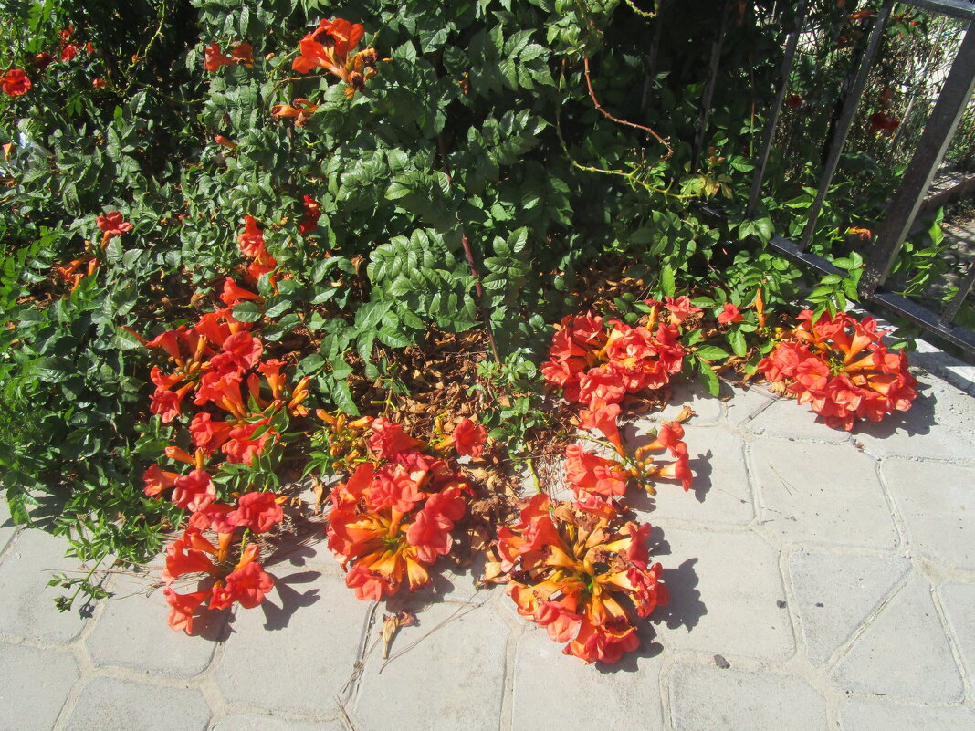 цветы Турции - Елена Шаламова