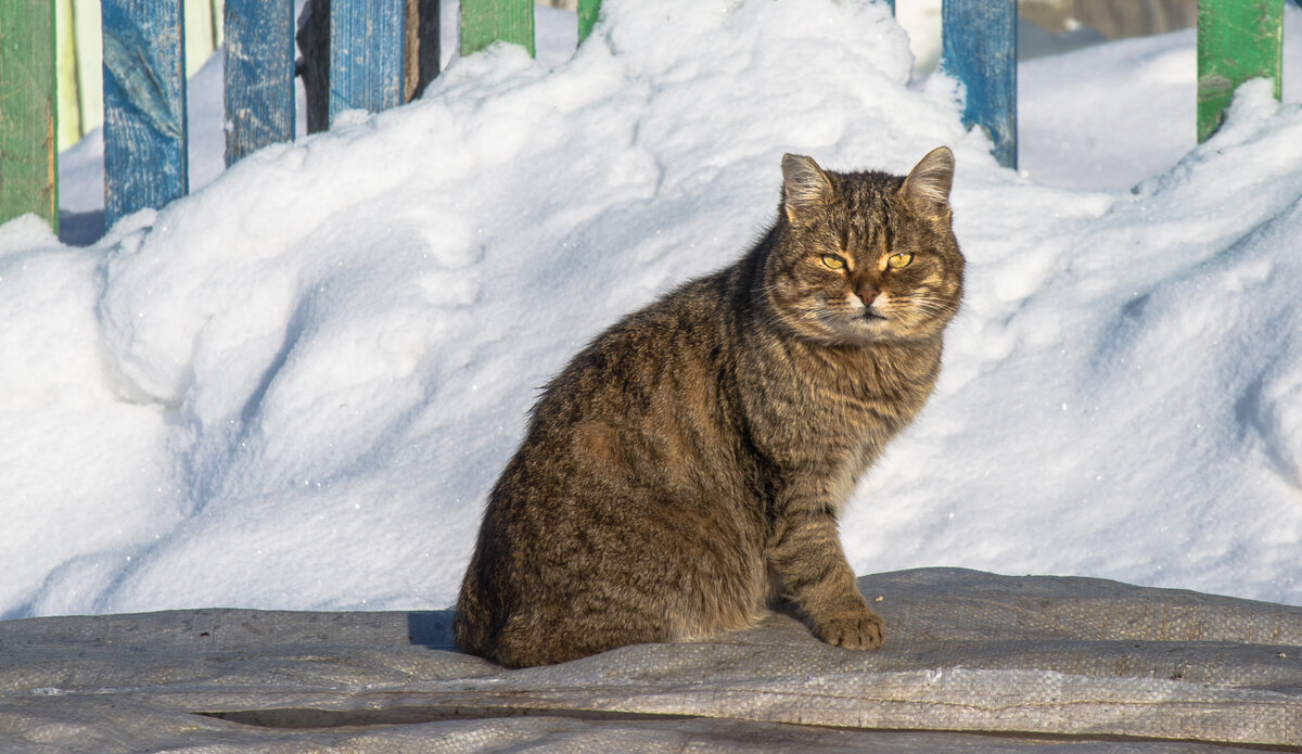 Мартовский кот. :: Irina – Социальная сеть ФотоКто