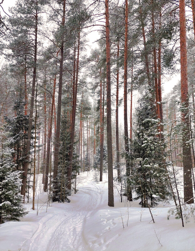 Карельский лес в марте - Ирина Румянцева