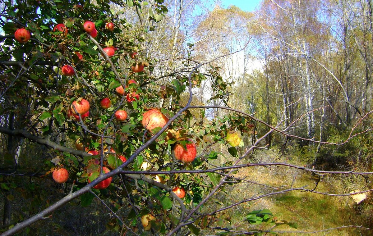 Яблоки в лесу - alers faza 53 