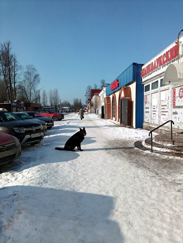 Собака у магазина ждет хозяина - Фотогруппа Весна