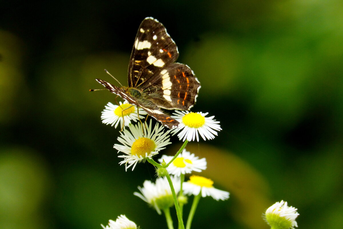 бабочки и цветы 28 - Александр Прокудин