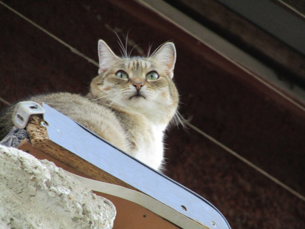 Кошка на балконе. - Иван Обожин