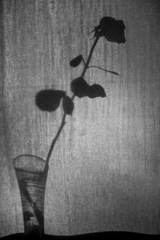 Цветок на окне - Константин Вавшко