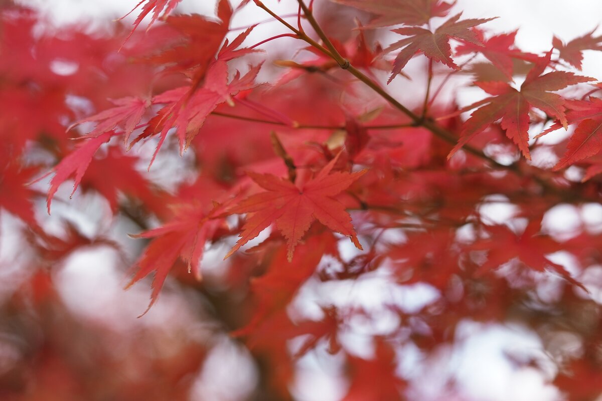Acer Palmatum Японский красный клен осенью - wea *