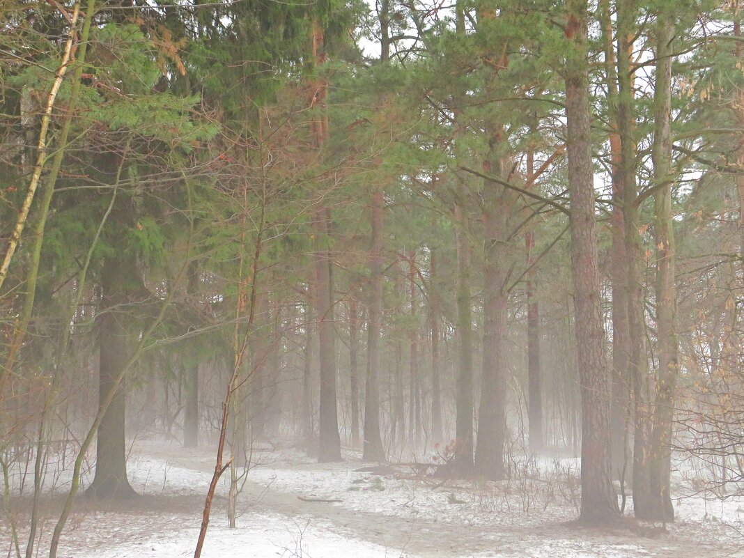 Туман в весеннем лесу - Андрей Снегерёв