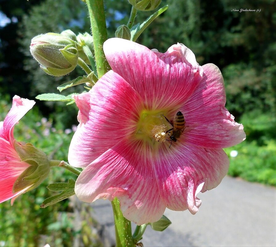 Пчела на мальве - Nina Yudicheva