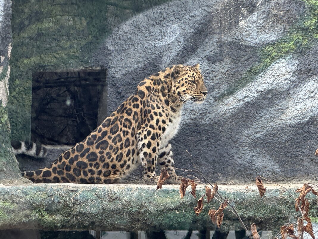 Дальневосточный леопард - <<< Наташа >>>