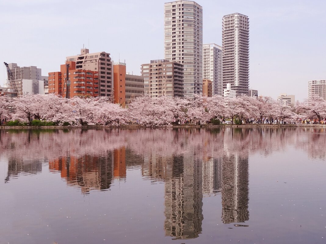 В Токио цветет сакура - wea *