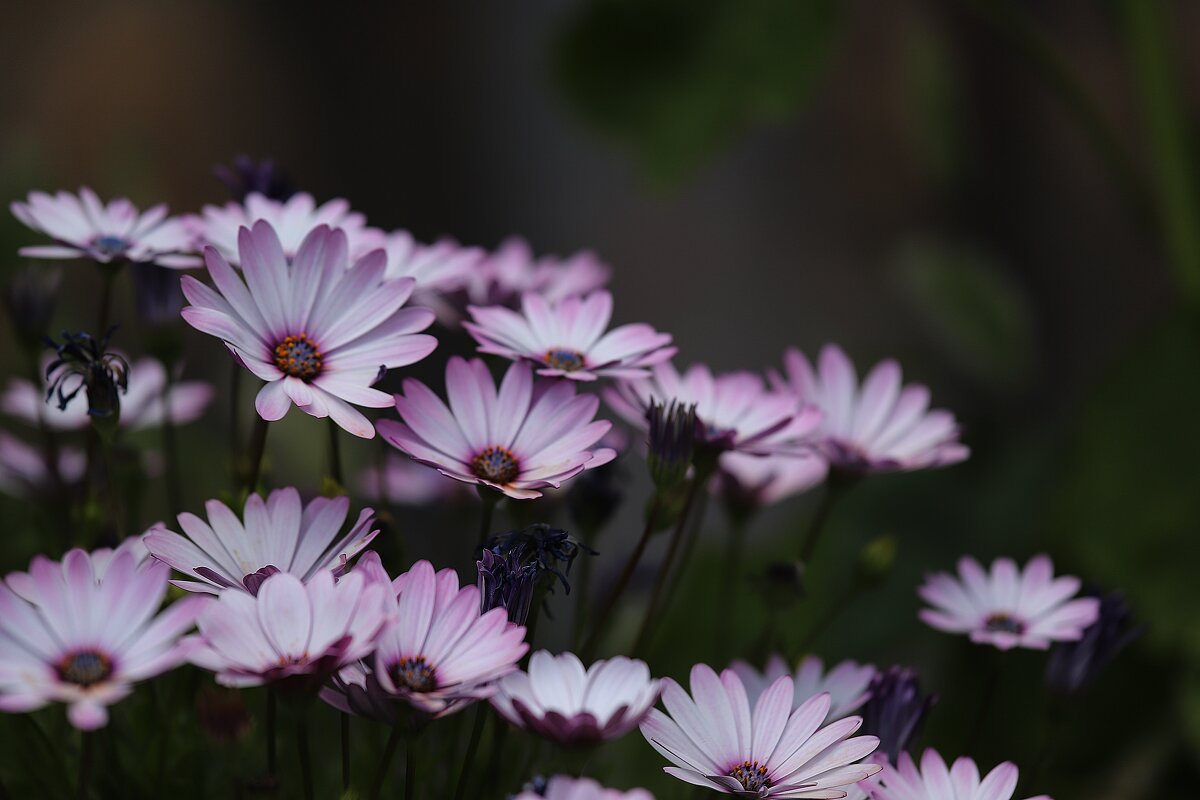цветочки - gennadi ren