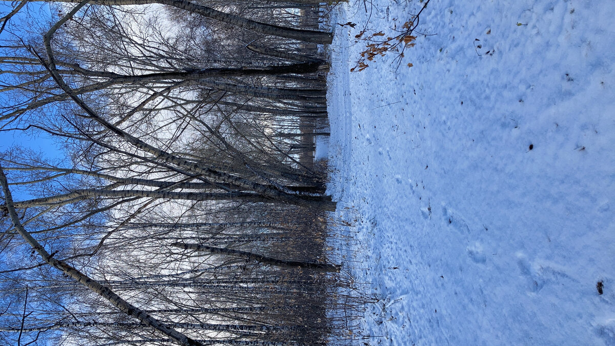 зимний лес - владимир 
