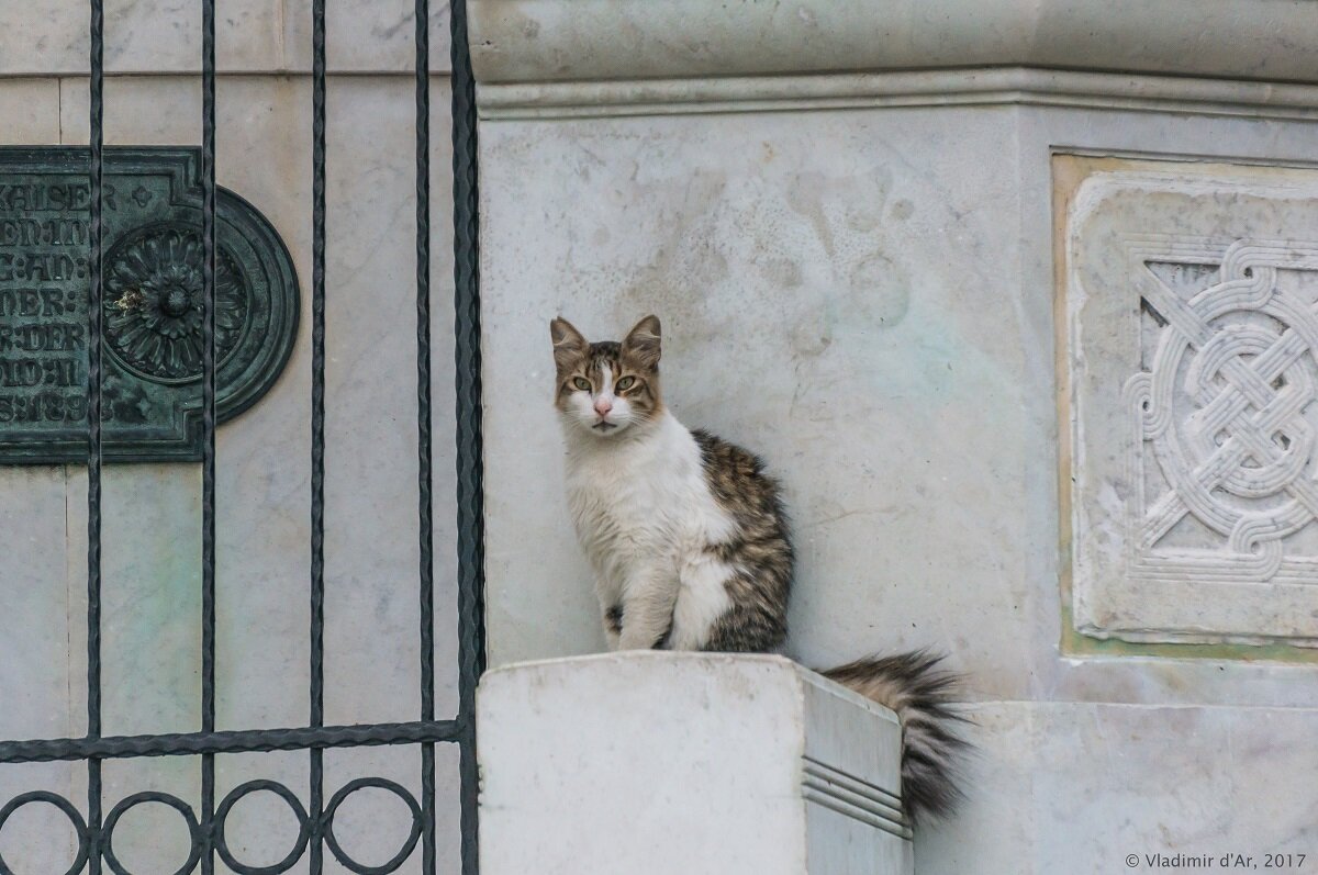 Стамбульский кот - Владимир Дар