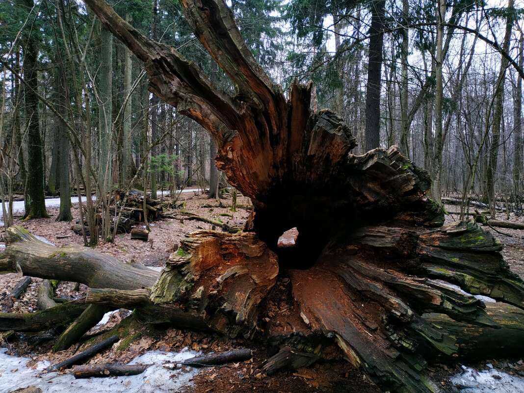 Дерево. Вид изнутри - Андрей Лукьянов