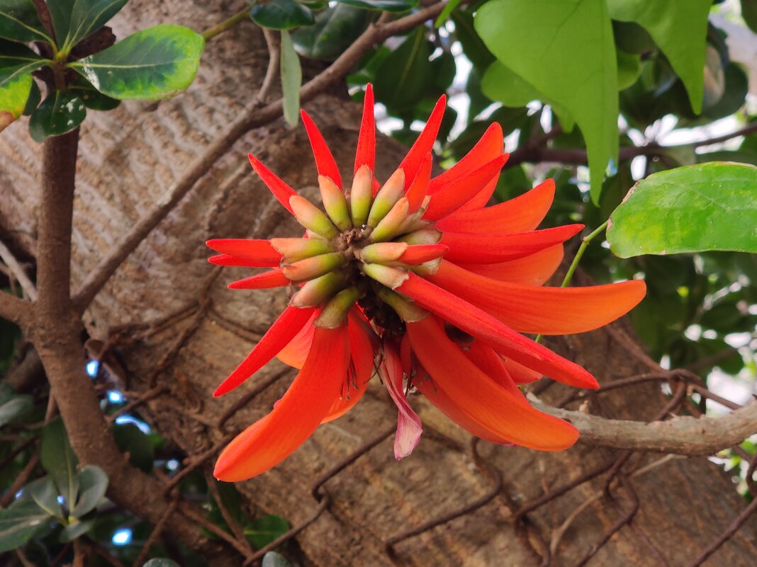 Цветок кораллового дерева - Светлана Хращевская