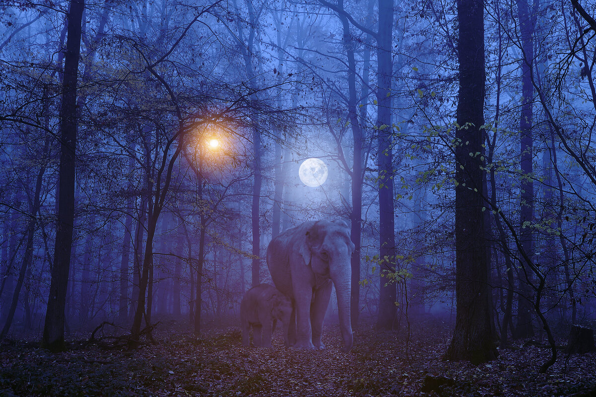 Ночная прогулка слоника и слонихи - Свечение Язычество