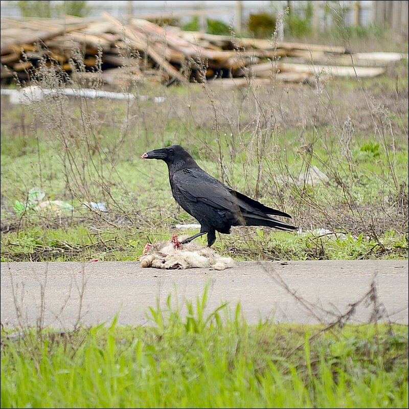 Трапеза - Сеня Белгородский