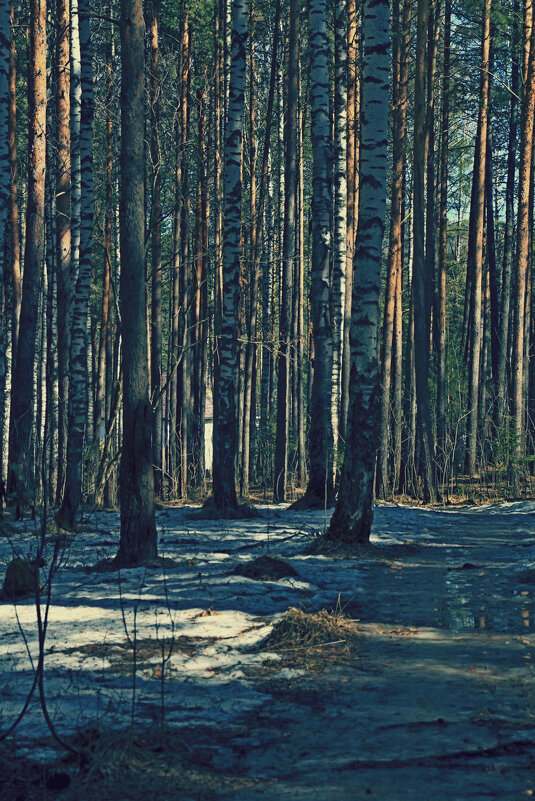 В лесу.. - Александр Шимохин