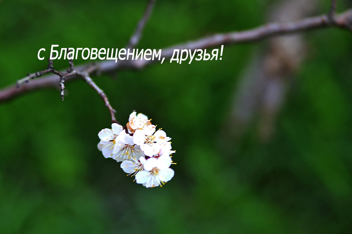 Весна - Юрий Гайворонский