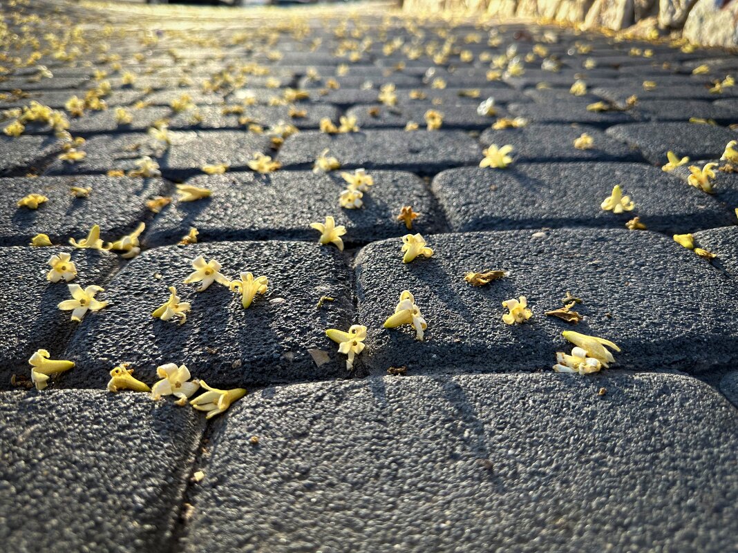 Цветы на тротуаре - Александр Деревяшкин