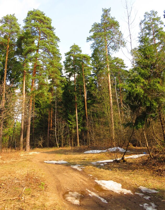 В апрельском лесу - Андрей Снегерёв
