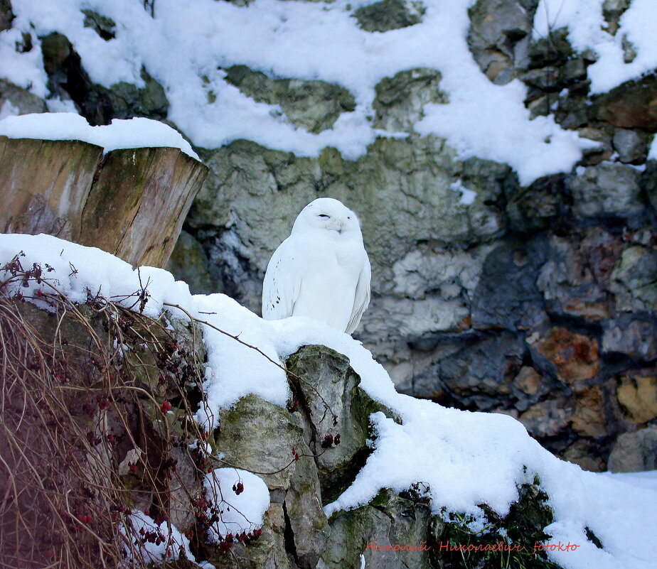 Белая полярная сова. - Николай Николаевич 