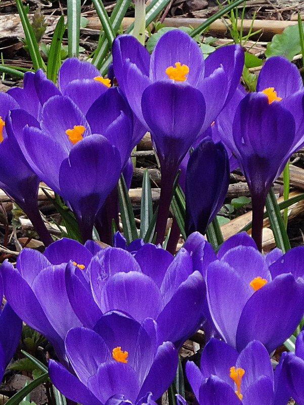 Фиолетовые краски весны - Лидия Бусурина