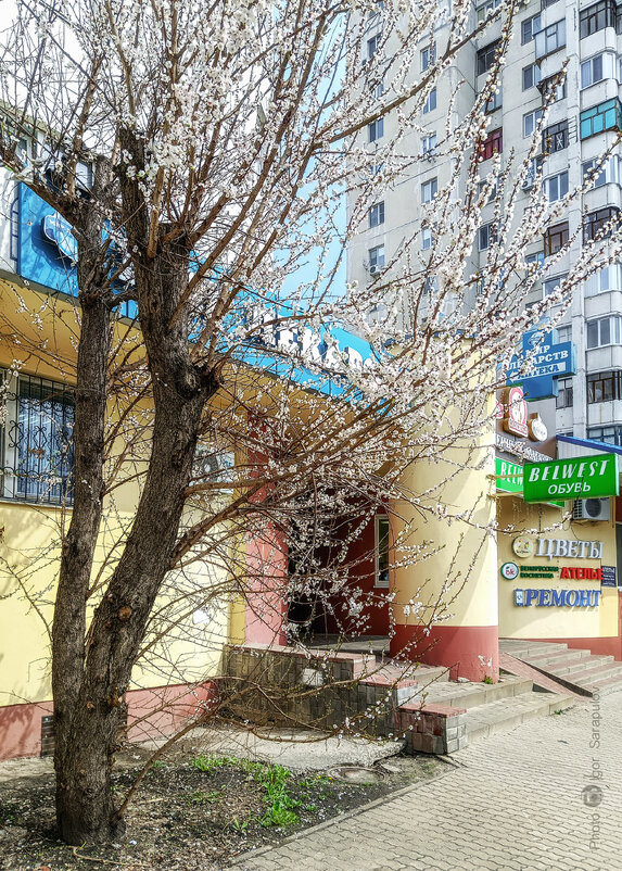 В Белгороде зацвели деревья - Игорь Сарапулов