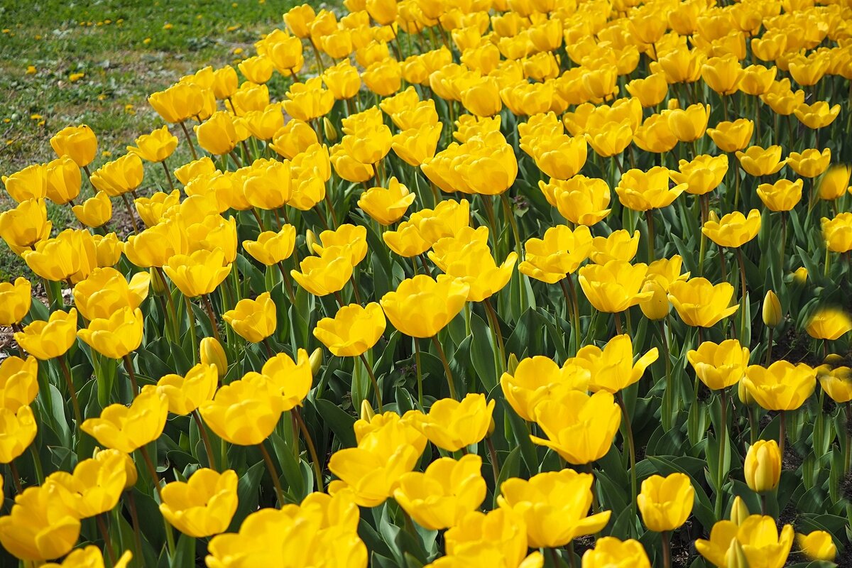 Солнечные тюльпаны - wea *