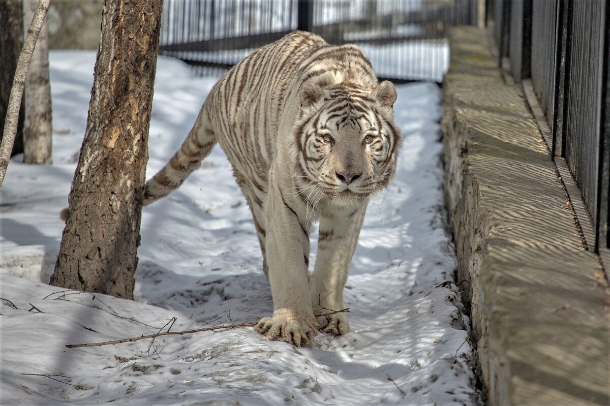 бенгальский тигр - аркадий 