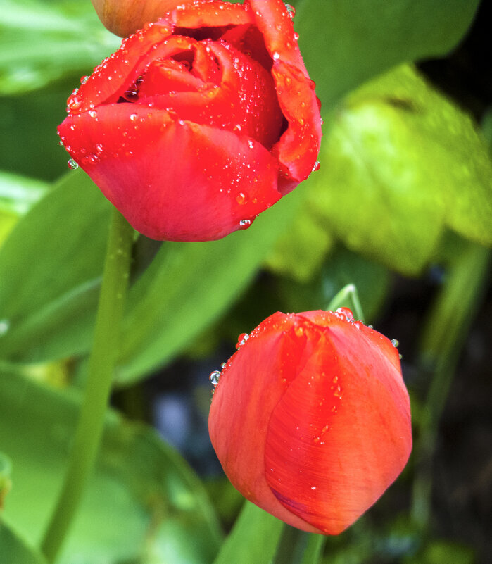 Тюльпаны после дождя - Валентин Семчишин