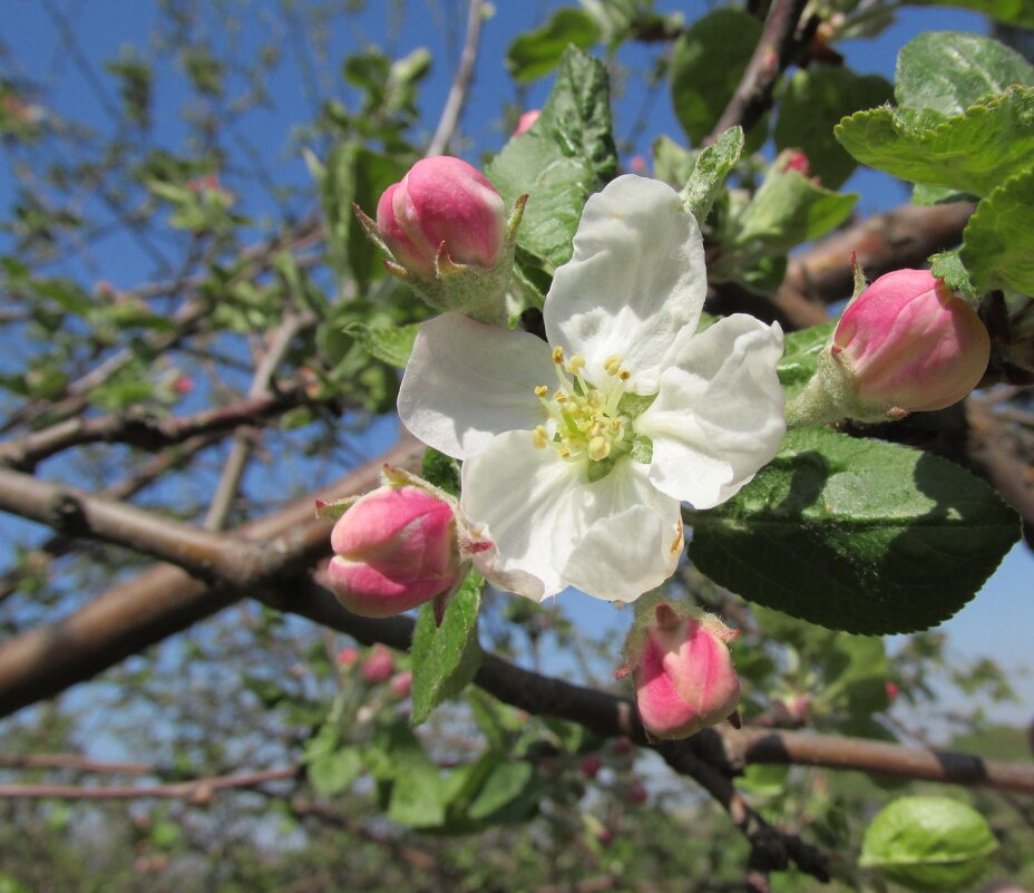 "Яблони в цвету, весны творенье..." - Galaelina ***