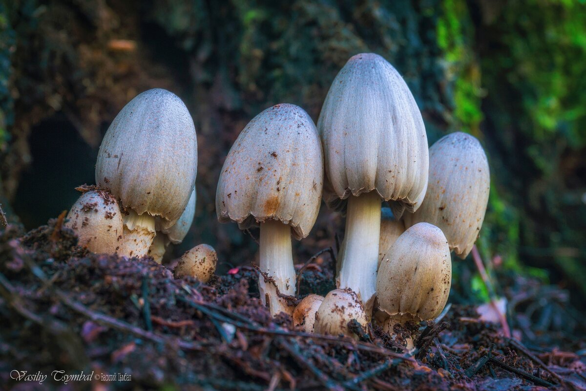 Антиалкоголики (Coprinopsis atramentaria) - Василий Цымбал