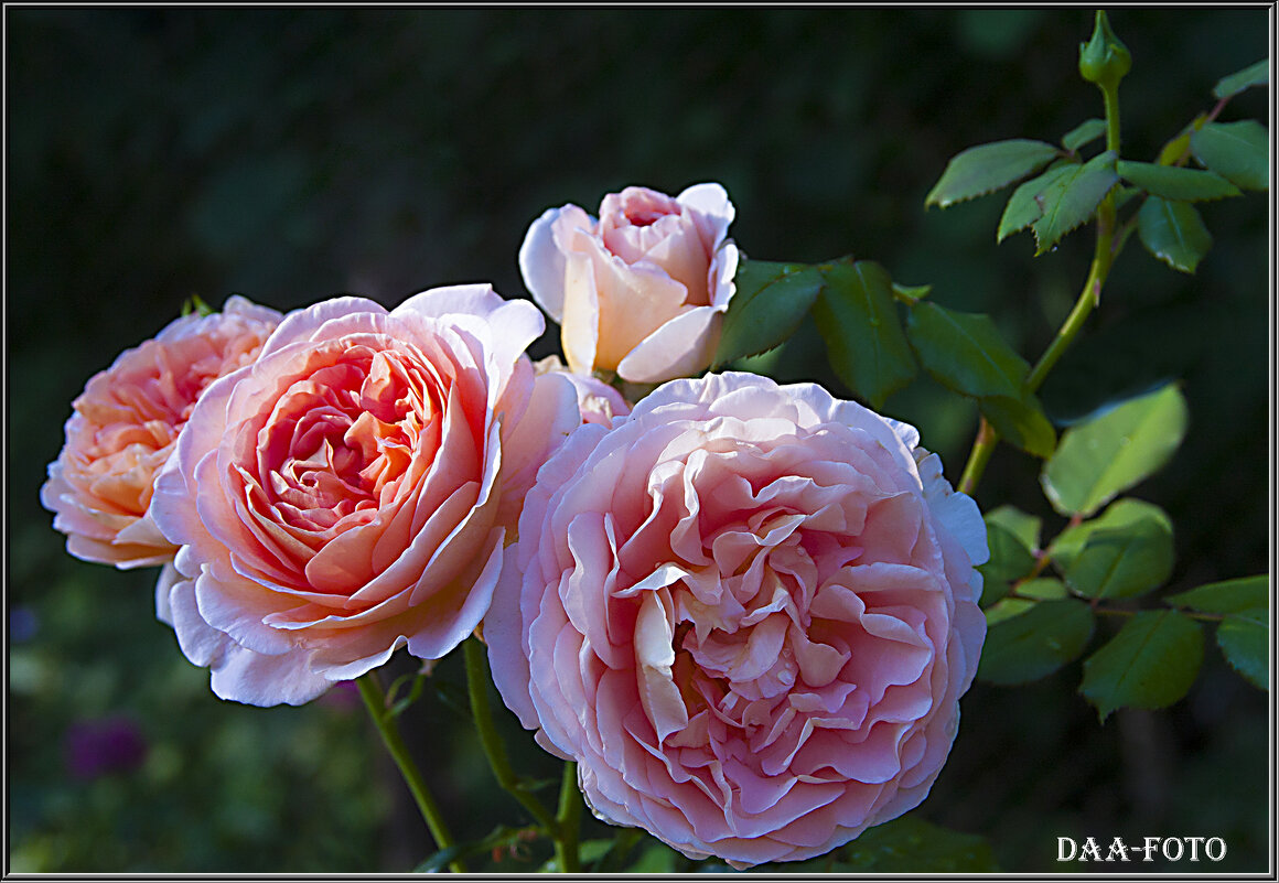 "Розовые розы июльским утром." - Александр Дмитриев