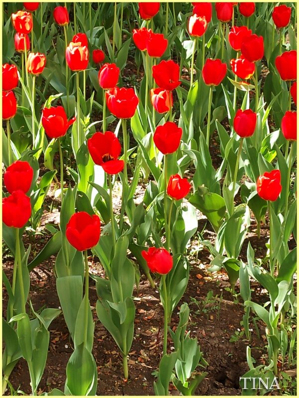 Тюльпаны  выстроились в ряд, как на парад - Валентина (Panitina) Фролова