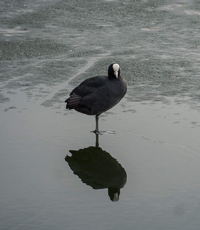 Лед/вода - VL 